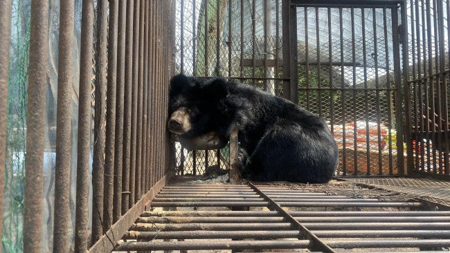 Bear on a bear bile farm in South Korea