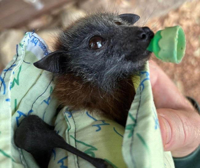 Bat receiving care after fire in Australia