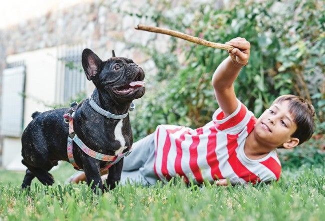 Child lying on grass playing with a small black dog holding a stick in its mouth.