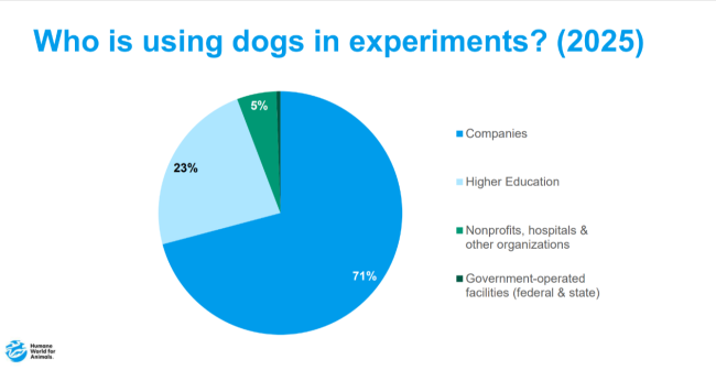 Who uses dogs for experiments