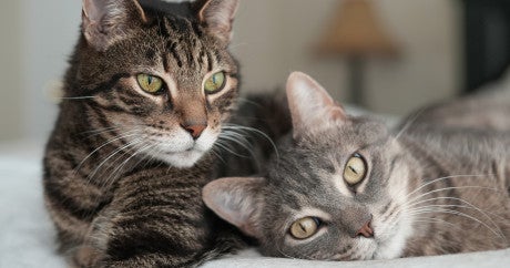 Two cats snuggle up to each other and one looks at the camera