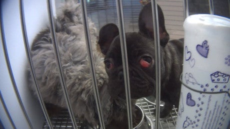A French bulldog at Novi, Michigan, Petland, with cherry eye.