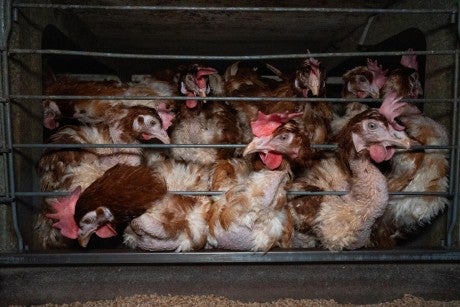 Chickens