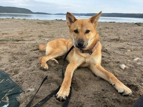 Rescued from a dog meat farm in South Korea