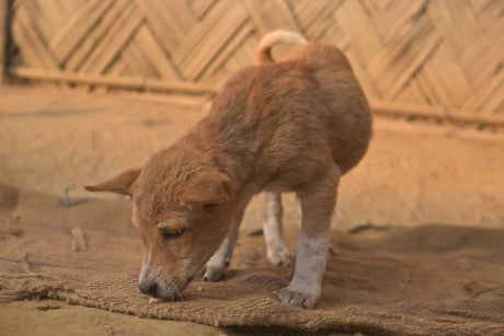 Puppy rescued from the dog meat trade in India on Christmas day 2025