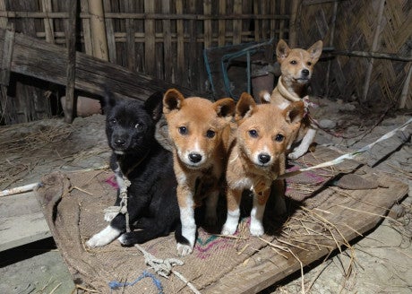 Puppies rescued on Christmas day 2025 in India