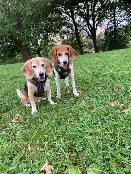 Two older beagles who survived animal testing sit in the grass in a park