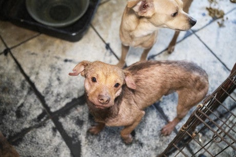 Texas rescue alleged neglect Feb 2026 small dog looks up