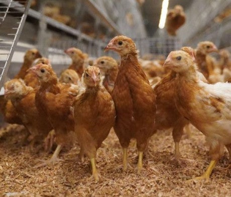 Pullets in aviary systems