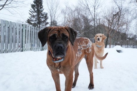 Phoenix, rescued after a fire at a dog meat farm in South Korea