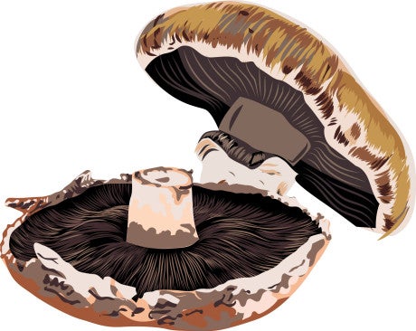 Illustration of sliced portobello mushrooms showing the gills and caps.