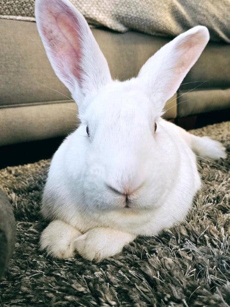 A white rabbit who was retired from research lounges on the carpet in his new loving home.