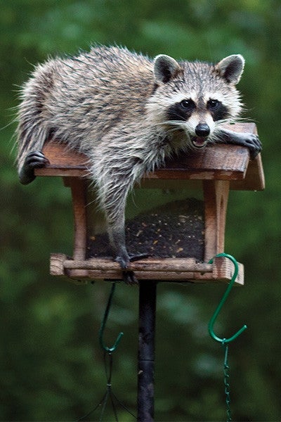 A sneaky raccoon climbs on top of a bird feeder to steal food. 