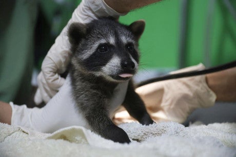 A raccoon receiving veterinary treatment