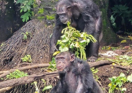 Chimpanzees at Second Chance Chimpanzee Refuge, Liberia