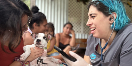 A Humane World for Animals vet examines a little dog at a clinic. 