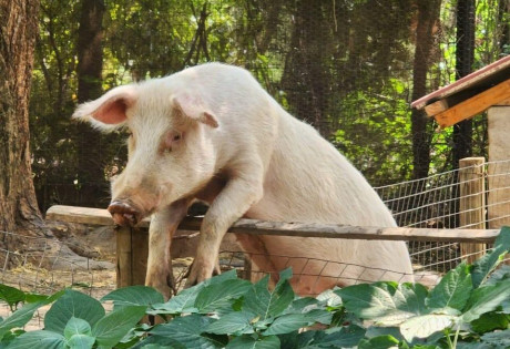 Jeffrey from Pigs n Paws