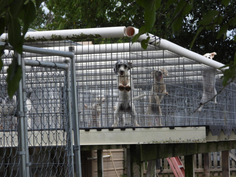 Mahlon Schrock MO open cages