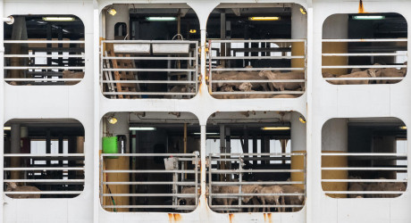Cows in live transport by sea