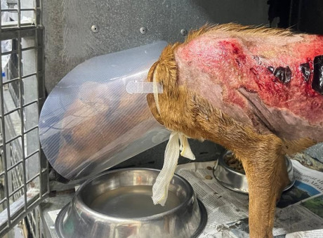 A dog burned by fire in South Africa
