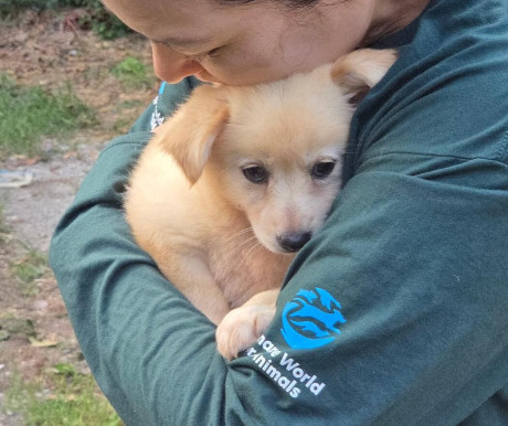 Staff holding a puppy rescued from a dog meat farm in Gangjin Jeollanamdo.