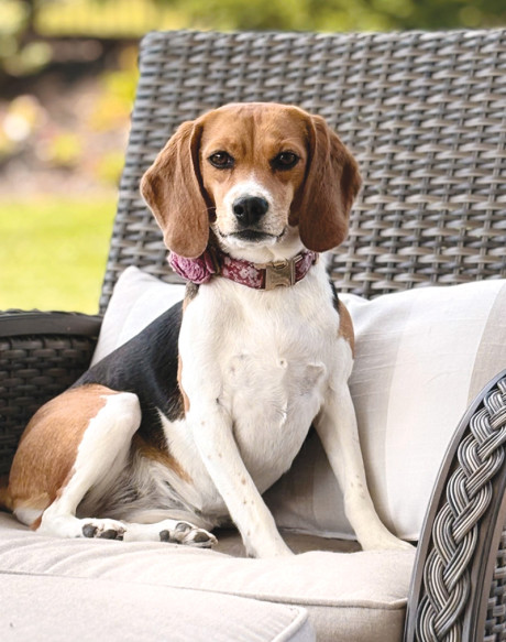 Beagle sitting on an outdoor cushioned chair.