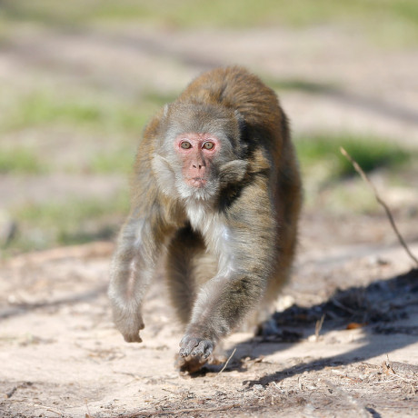 Monkey walking along a dirt path outdoors.