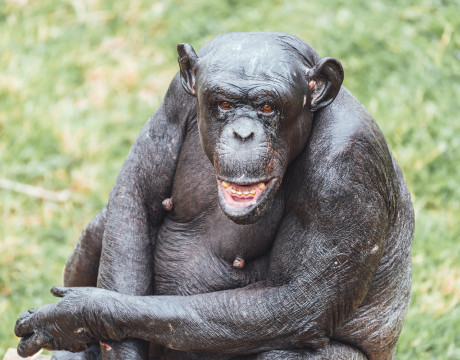 A chimp staring at the camera surrounded by green grass.