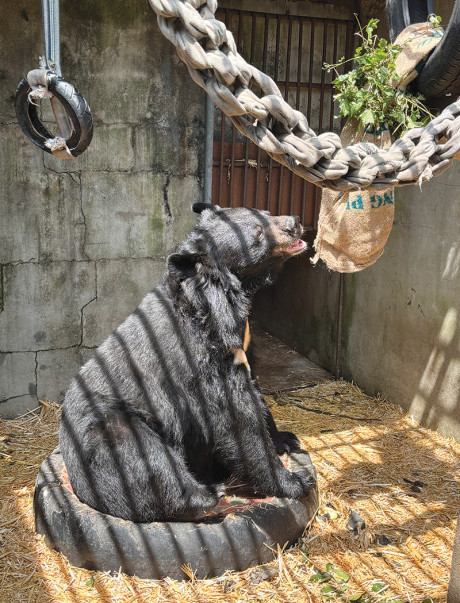 A black bear sits on a large tire inside an enclosure with concrete walls and a straw-covered floor. Hanging enrichment items made from braided fabric, tires, burlap sacks, and leafy branches are suspended overhead, with the bear reaching toward one of the sacks.