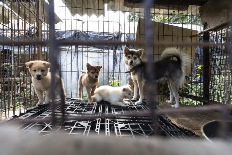 A mother dog and her three puppies locked in a cage at a dog meat farm in South Korea before we rescued them in September 2026.