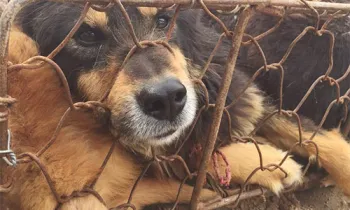 Yulin dog meat festival in China slaughters hundreds of dogs