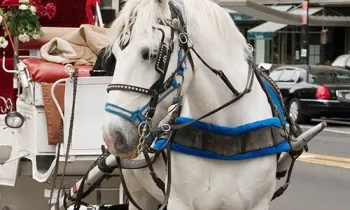 carriage horses are subjected to long hours and risk of injury