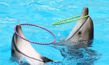 dolphins performing unnaturally in captivity