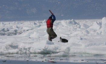 Harp seal about to be slaughtered during the annual Canadian seal hunt