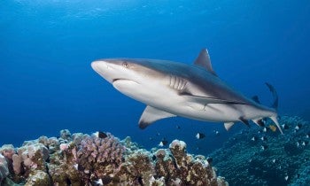 Shark in coral reef