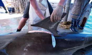 Fins being removed from a great hammerhead shark