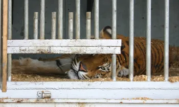 Captive animals such as this tiger locked in cage suffer in zoos and circuses