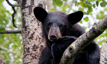 black bear in tree