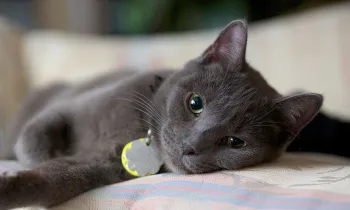 gray cat relaxing
