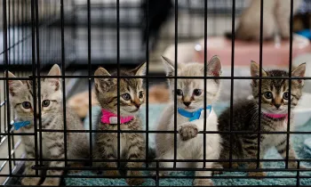 kittens in cage at emergency shelter in Joplin, Missouri after tornado