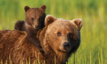 Brown bear with cub on her back in a field of green grass