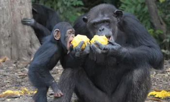 liberia chimps