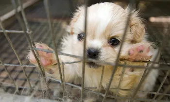 puppy mill rescue puppy