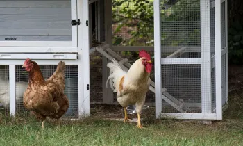 Backyard chickens near their coup. 
