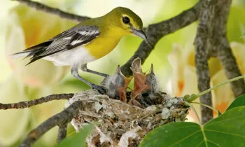 Mom bird feeding her babies in a nest