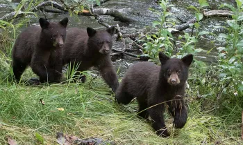 Black bear cubs walking near stream