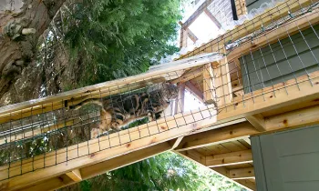 cat climbing in catio