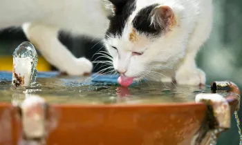 An outdoor cat samples the water from an outdoor fountain.