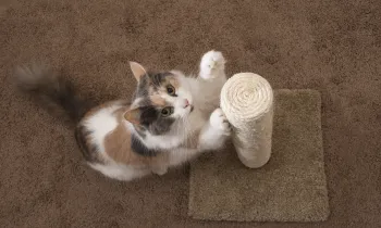 Cat clawing a scratching post