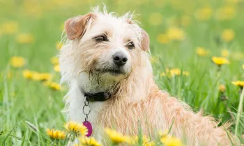 Dog relaxing in a field of yellow flowers